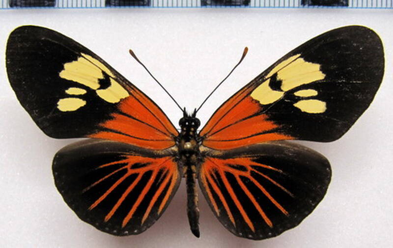 eueides_tales_calathus_forme_Equateur
