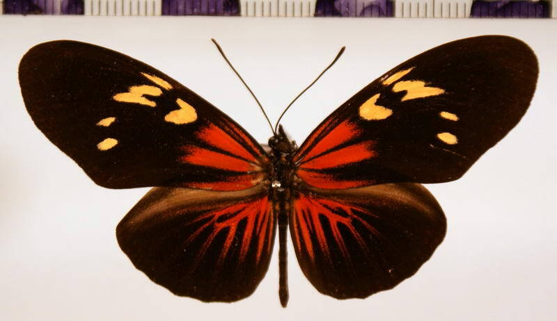 eueides_tales_pythagoras_zernyi