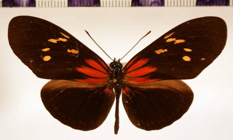 eueides_tales_surda-