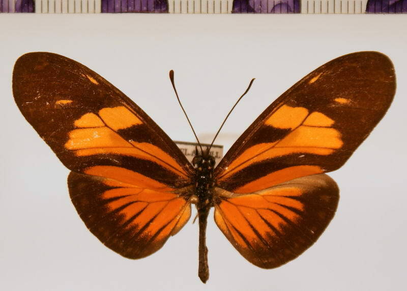 eueides_vibila_unifasciatum-Bolivie