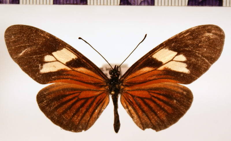 eueides_vibila_unifasciatum_f-Equateur