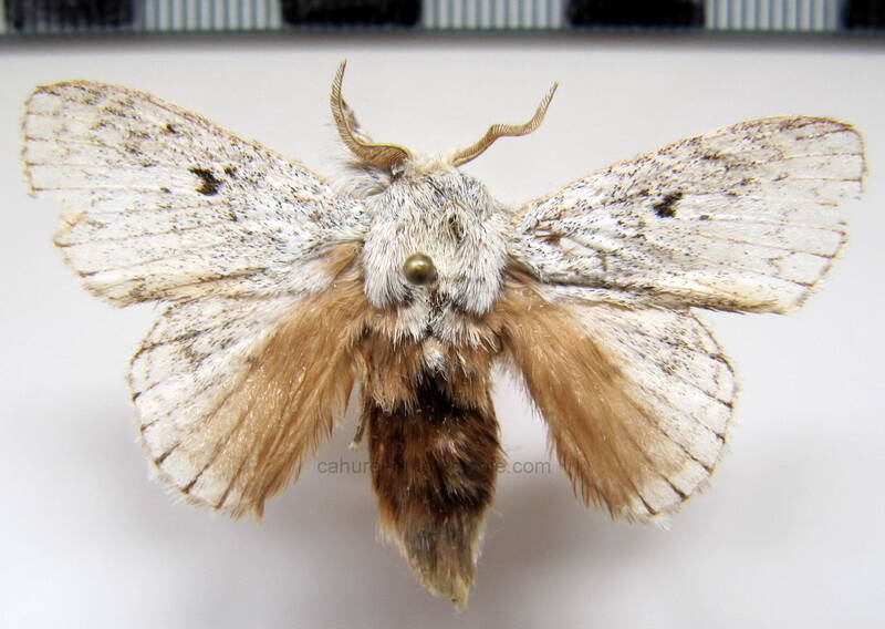 eugliphis-sp179_Bolivie