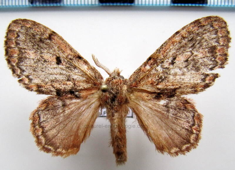 euglyphis_adusta_f_Guyane fr