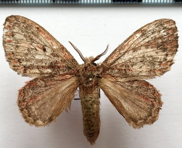 Euglyphis claudia mâle Guyane française