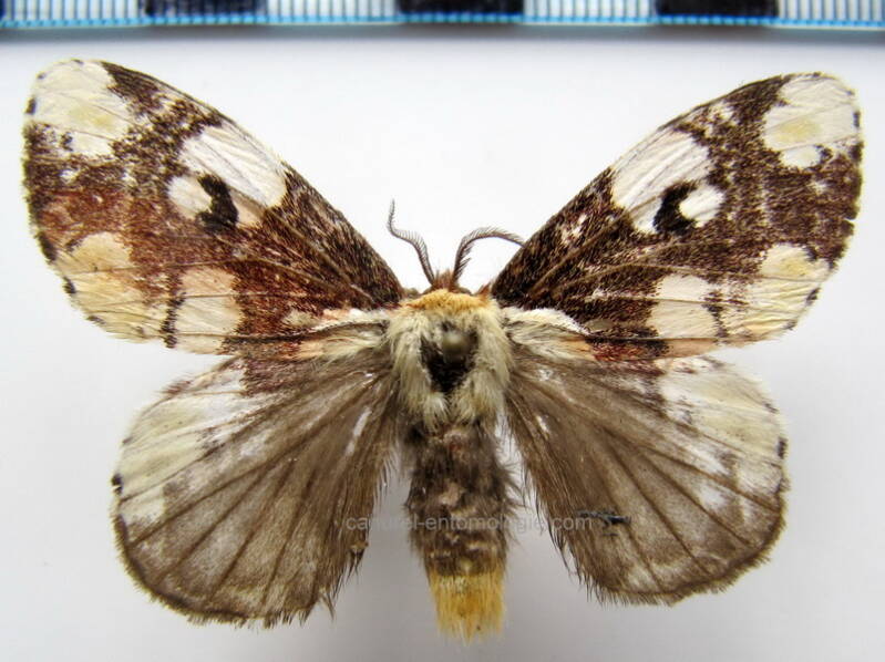euglyphis_albiplaga_Guyane fr
