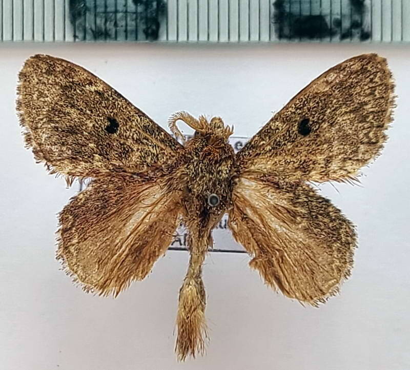 euglyphis_amathuria_m_Equateur