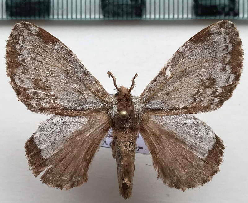 euglyphis_braganzoides_m_Equateur