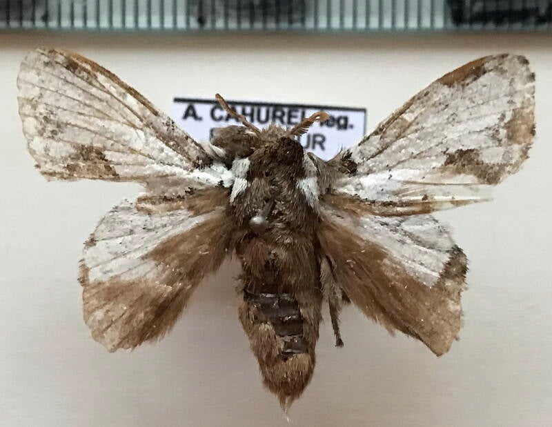euglyphis_braganzoides_m_Equateur