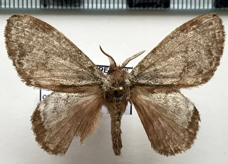 euglyphis_cariosa_m_Equateur