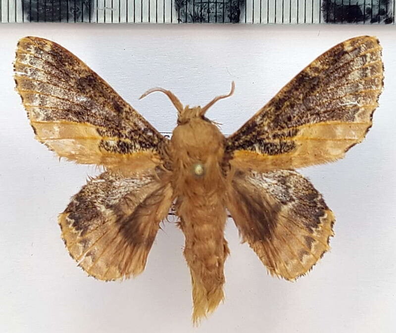 Euglyphis claudia mâle Equateur