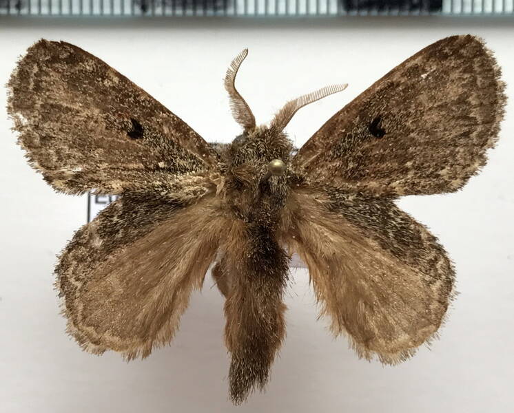 euglyphis_nr_amathuria_m_Equateur