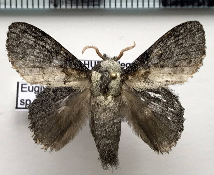 euglyphis_pumayaca_m_Equateur