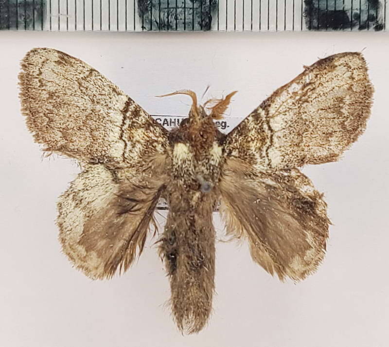euglyphis_sp1057_m_Equateur