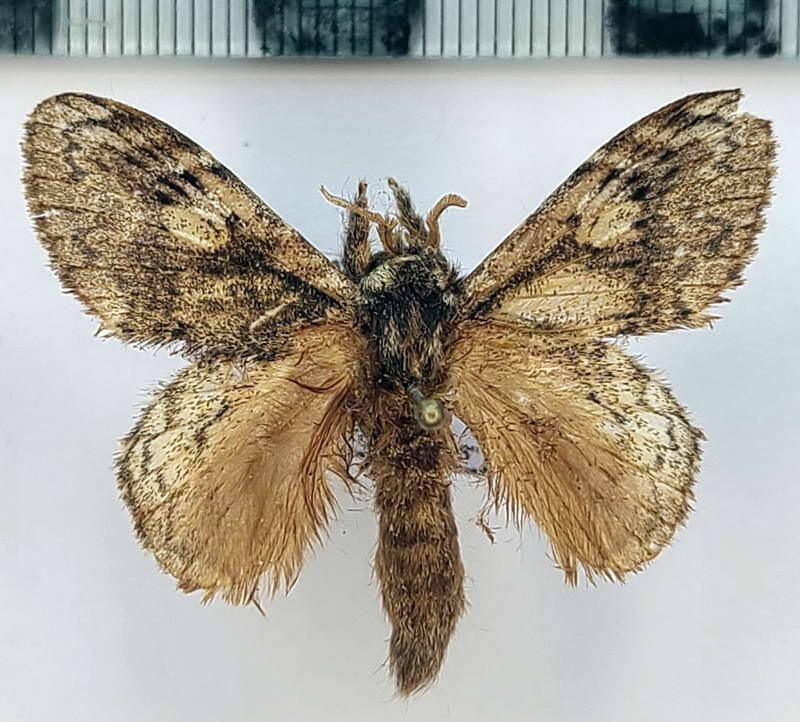 euglyphis_sp1058_m_Equateur