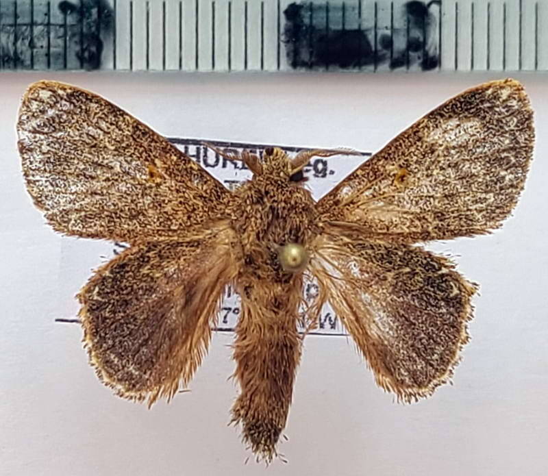 euglyphis_sp1092_m_Equateur