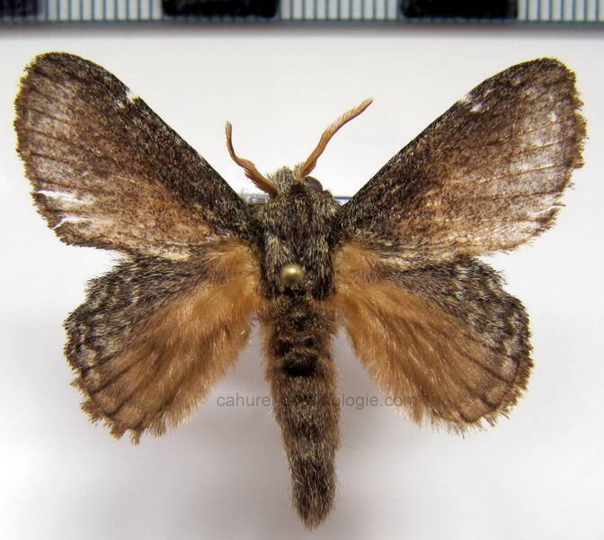 euglyphis_sp176_Guyane fr