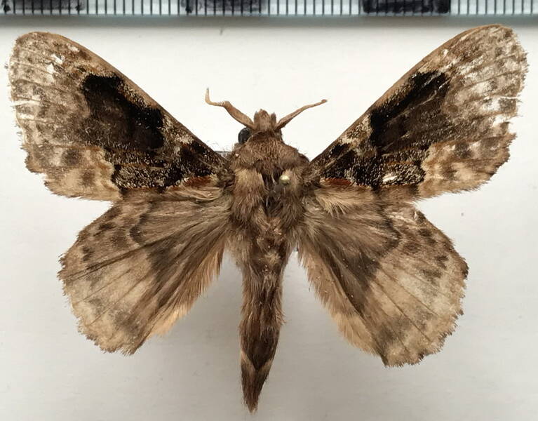 euglyphis_sp254_m_Equateur