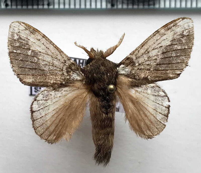 euglyphis_sp322_m_Guyane fr
