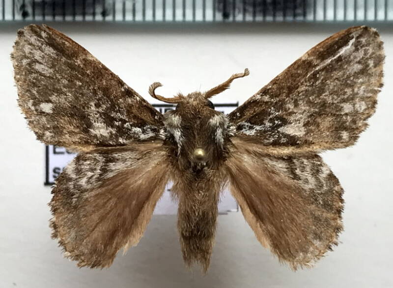 euglyphis_sp324_m_Equateur
