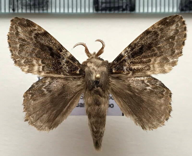euglyphis_sp392_m_Equateur