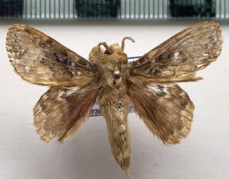 euglyphis_sp980_m_Equateur