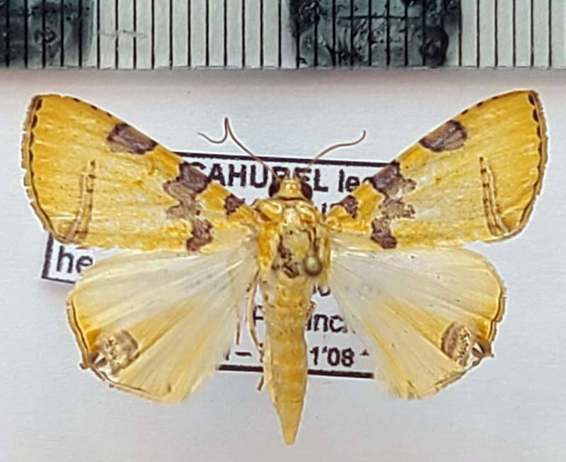 eulepidotis_hermura_m02_Equateur