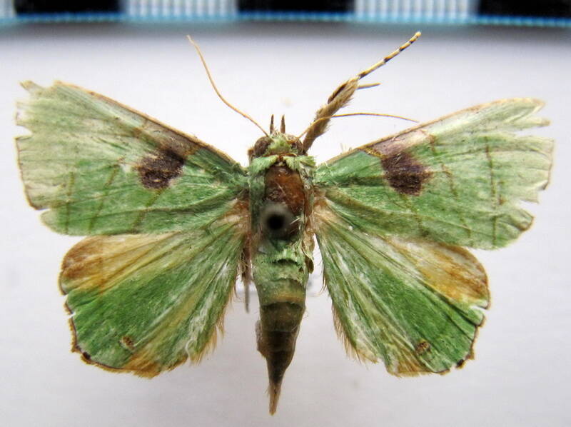eulepidotis_ilirias_Guyane fr