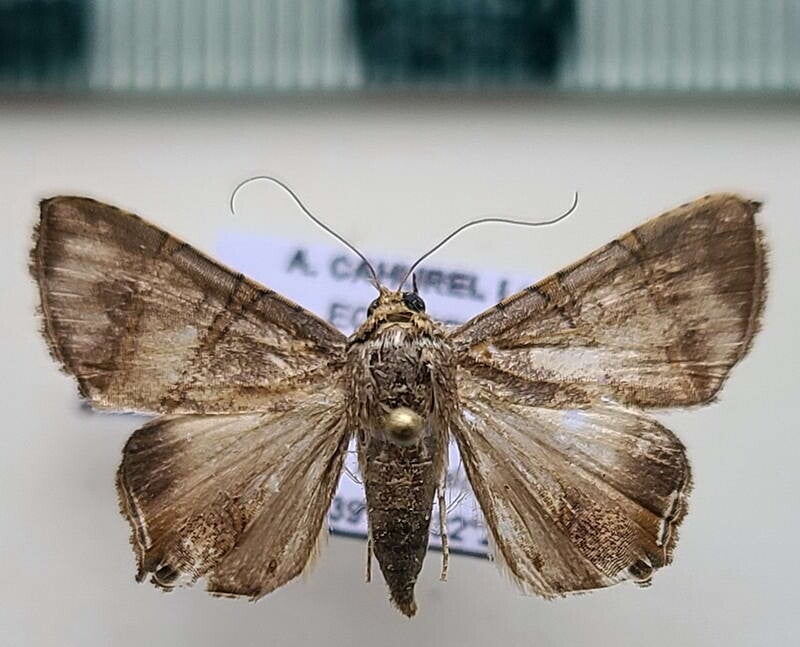 Eulepidotis jucinda mâle Guyane française