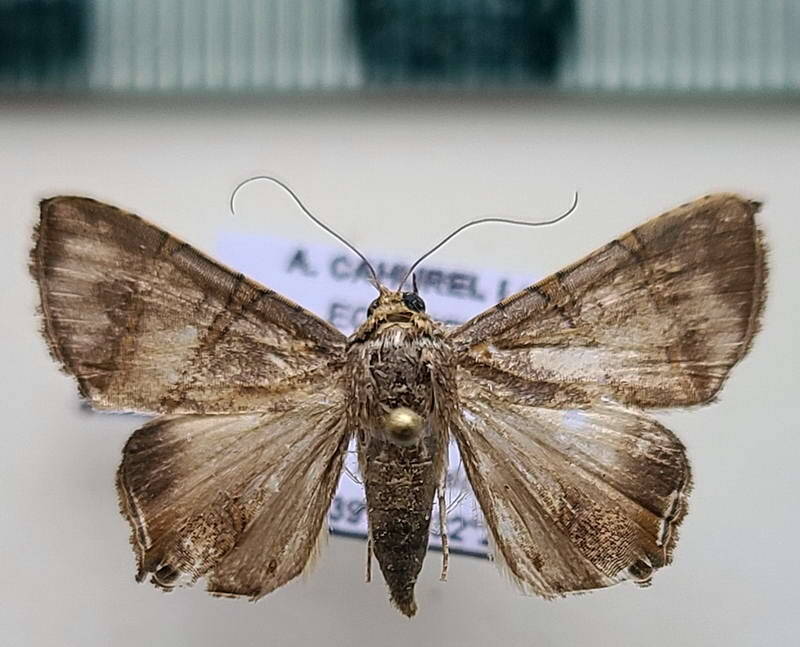 eulepidotis_jucinda_m_Equateur