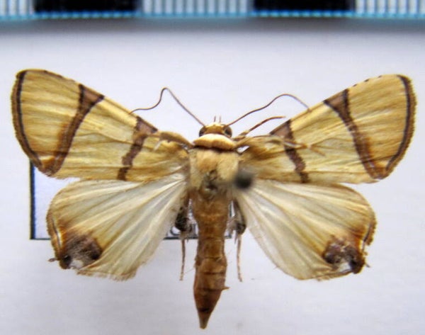 Eulepidotis perduscens mâle Guyane française
