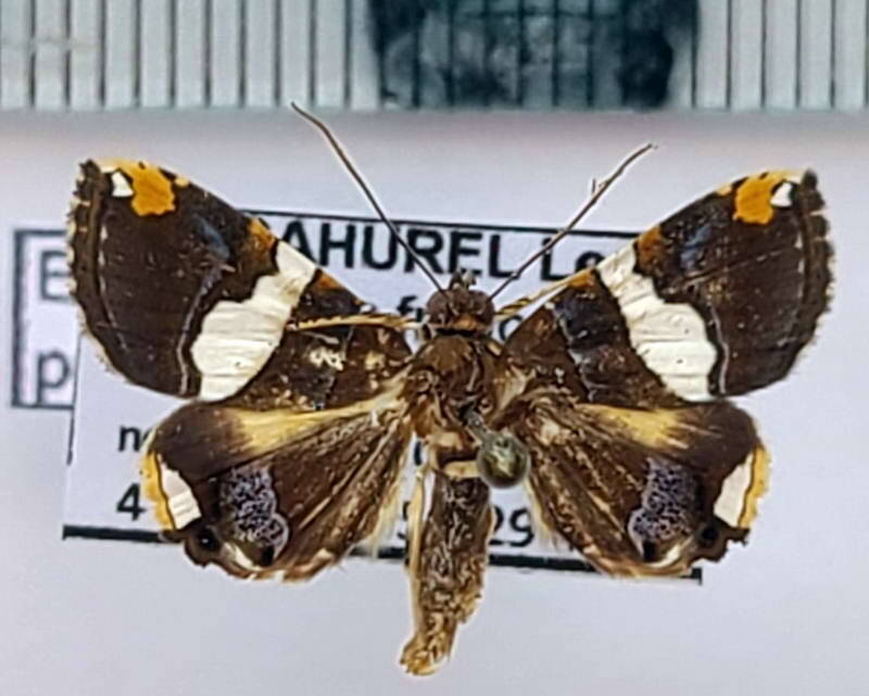 eulepidotis_perlata_m_Guyane fr