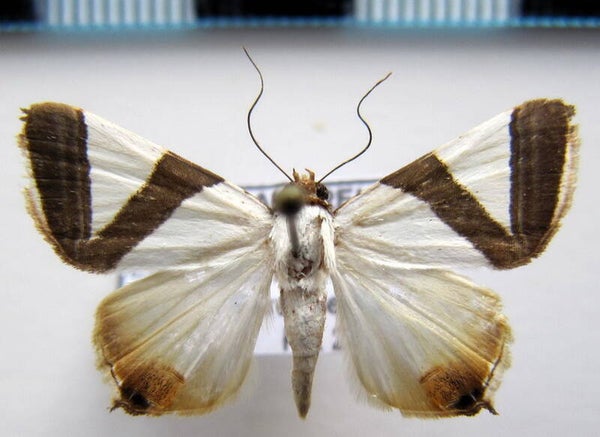 Eulepidotis rectimargo mâle Guyane française