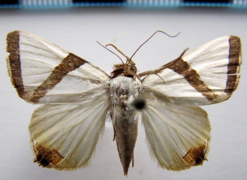 eulepidotis_sp01_Guyane fr