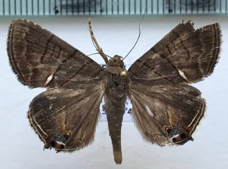 eulepidotis_sp482_m_Guyane fr