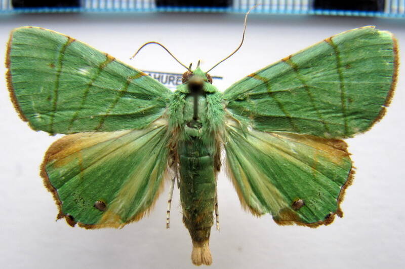 eulepidotis_viridissima_f_Guyane fr