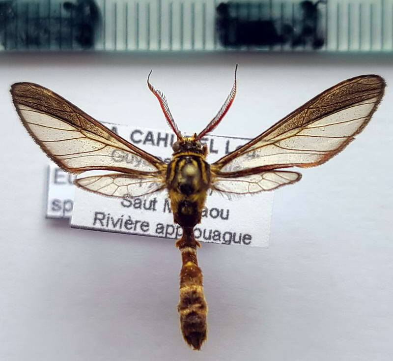eumenogaster_haemacera_m_gf-standard.jpg