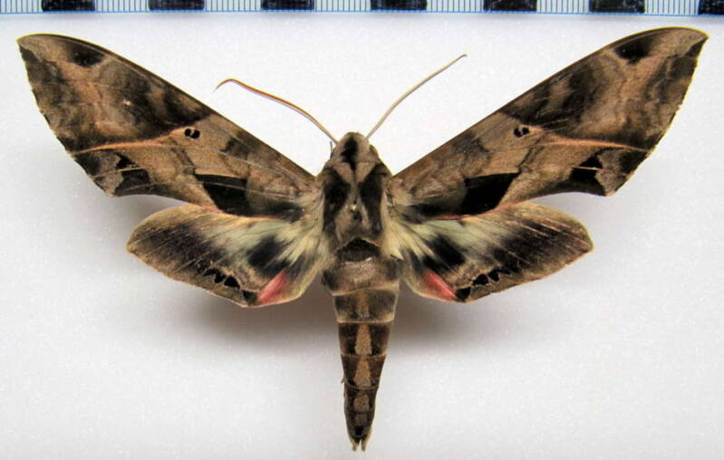 eumorpha_analis_arg-standard.jpg