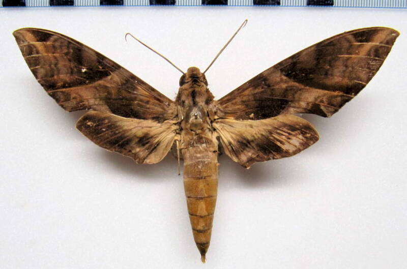 eumorpha_anchemolus_col_m-standard.jpg