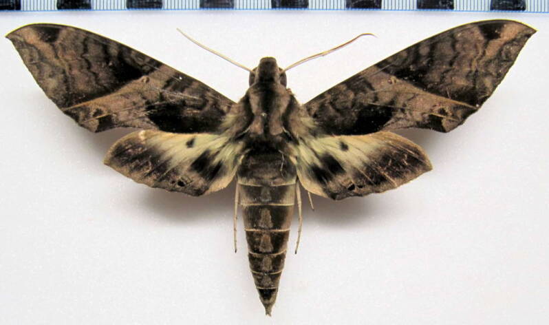 eumorpha_anchemolus_eq_m-standard.jpg