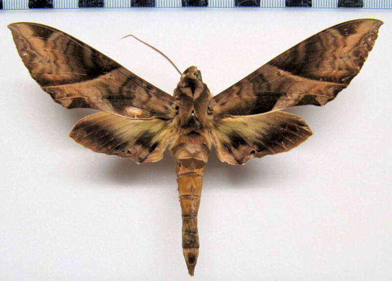 eumorpha_anchemolus_gf_m-standard.jpg