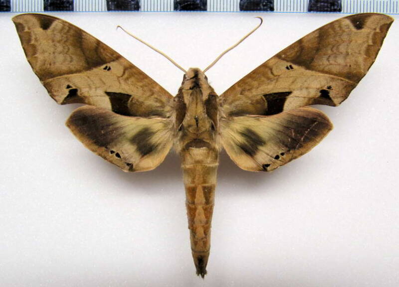 eumorpha_anchemolus_mex-standard.jpg