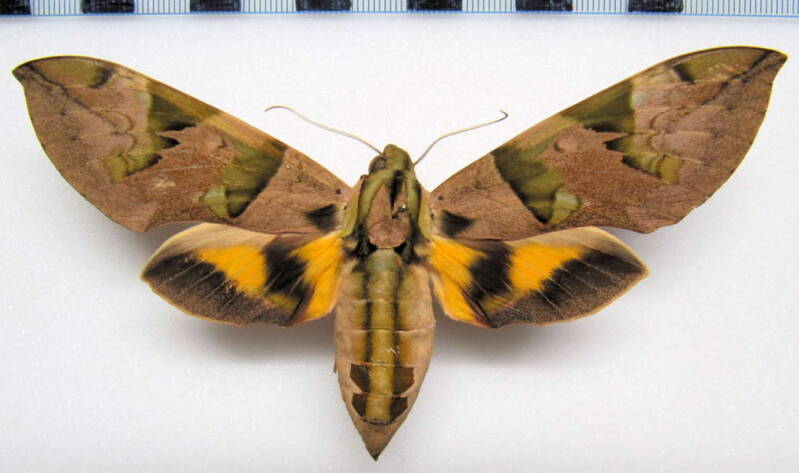 eumorpha_capronieri_gf_f-standard.jpg