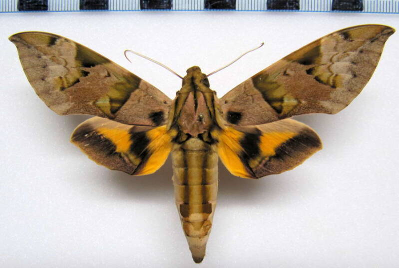 eumorpha_capronieri_gf_m-standard.jpg