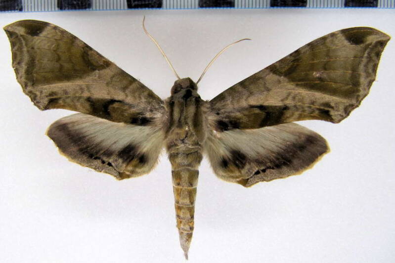 eumorpha_elisa_mex-standard.jpg