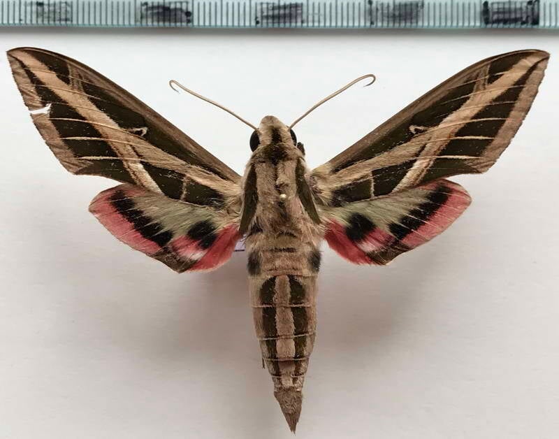 eumorpha_fasciatus-m_eq-standard.jpg