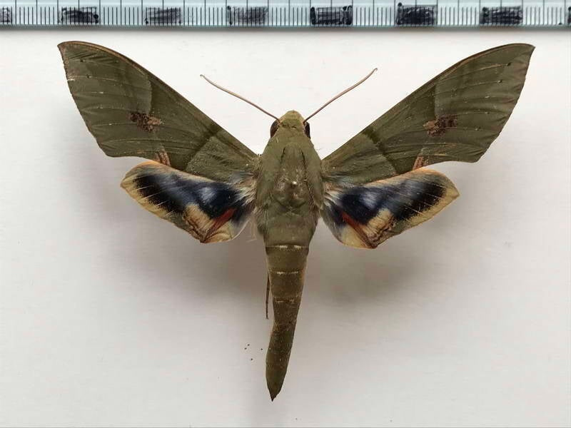 eumorpha_labruscae_m_eq-standard.jpg