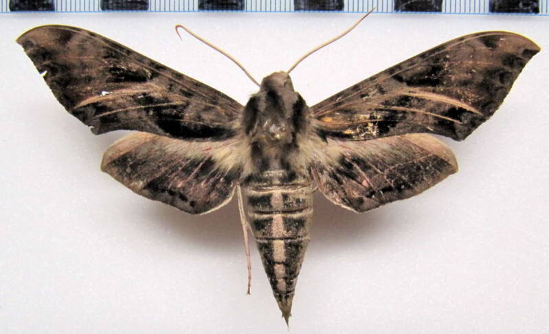eumorpha_neuburgueri_arg-standard.jpg