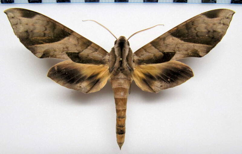 eumorpha_obliqua_m_gf-standard.jpg