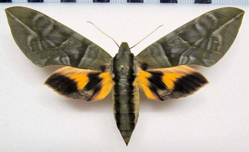eumorpha_phorbas_gf_f-standard.jpg