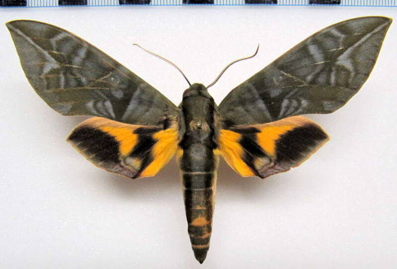 eumorpha_phorbas_gf_m-standard.jpg